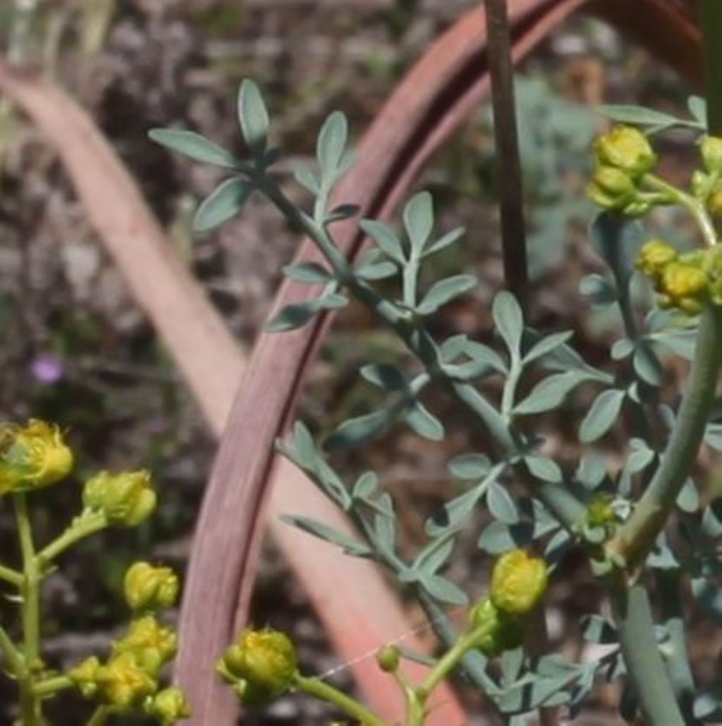 Ruta (?)  S, Ruta angustifolia